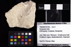 Foto (Objket + Etiketten) von Decapoda indet. 